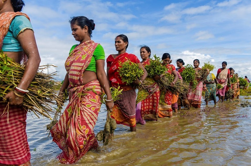 Planting Mangrove Saplings